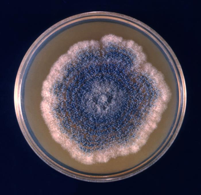 Aspergillus clavatus colony on a petri dish (CDC Public Health Image Library, public domain) — a representative culture of the Aspergillus genus most commonly isolated from indoor air.